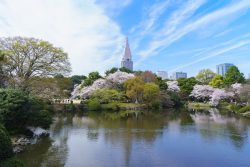 新宿御苑の桜